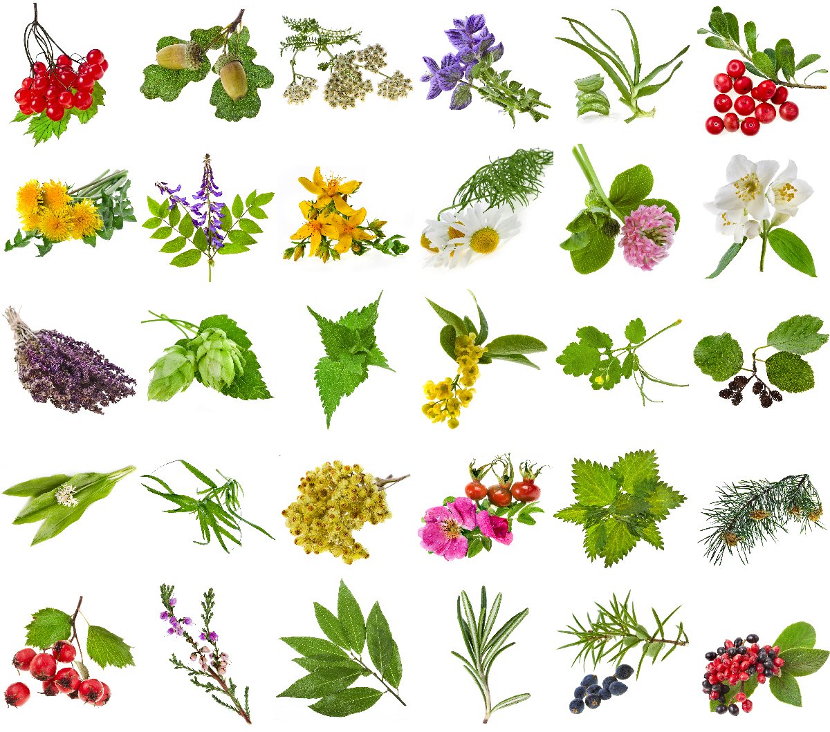 Лекарственные растения и ягоды