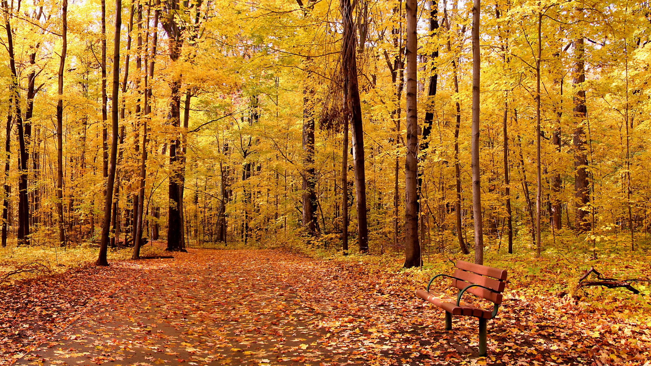 Осенний лес фото