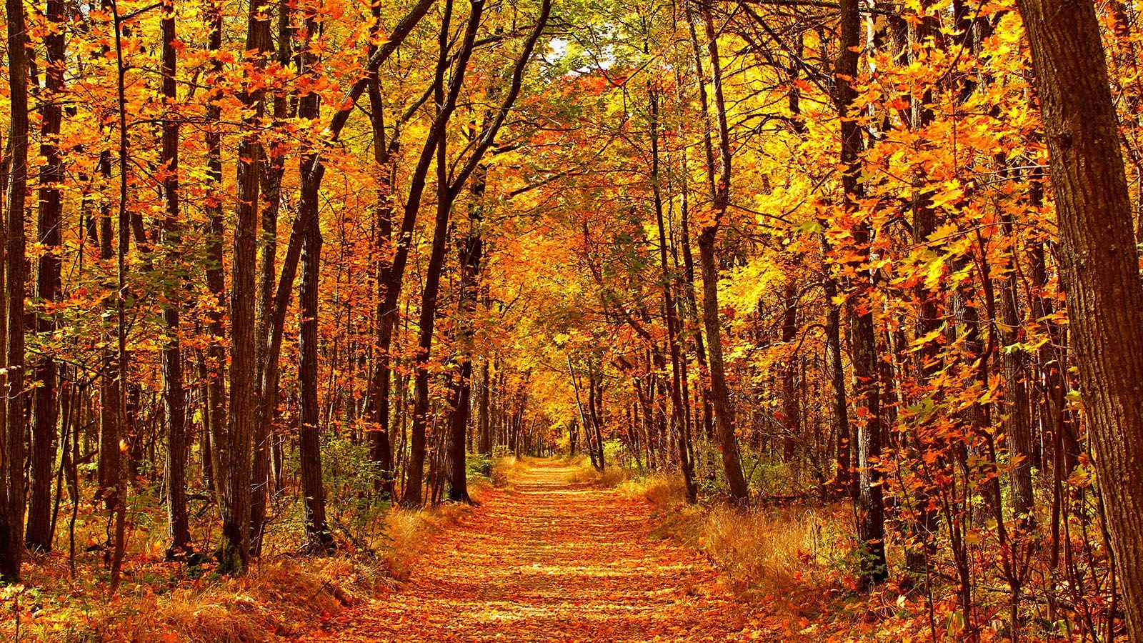Осень поэтическая лес осенний
