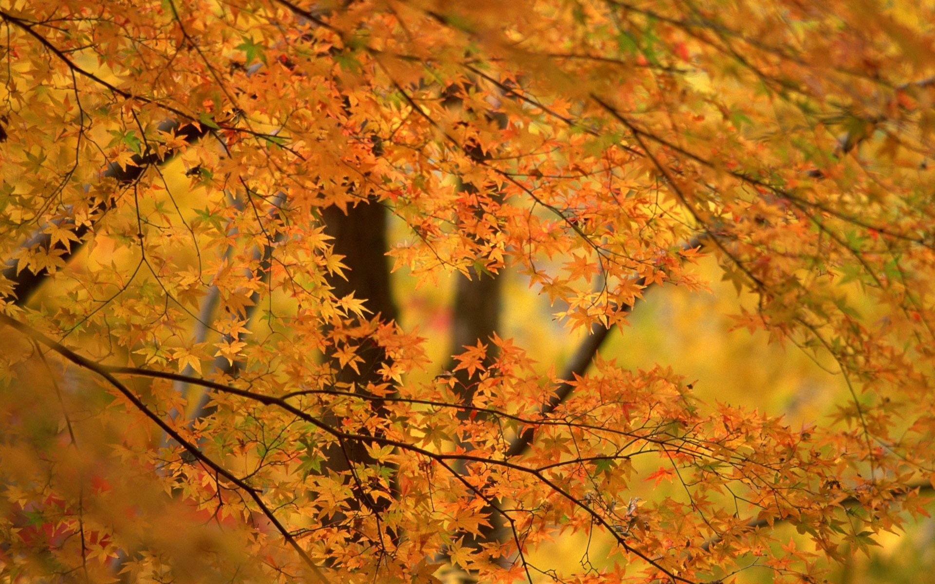 Осенний фон деревья