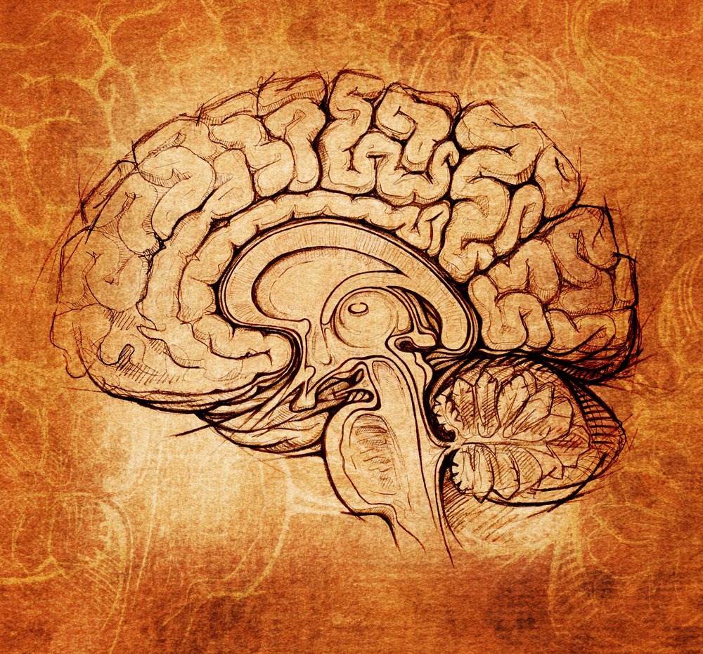 Мозг рисунок анатомия