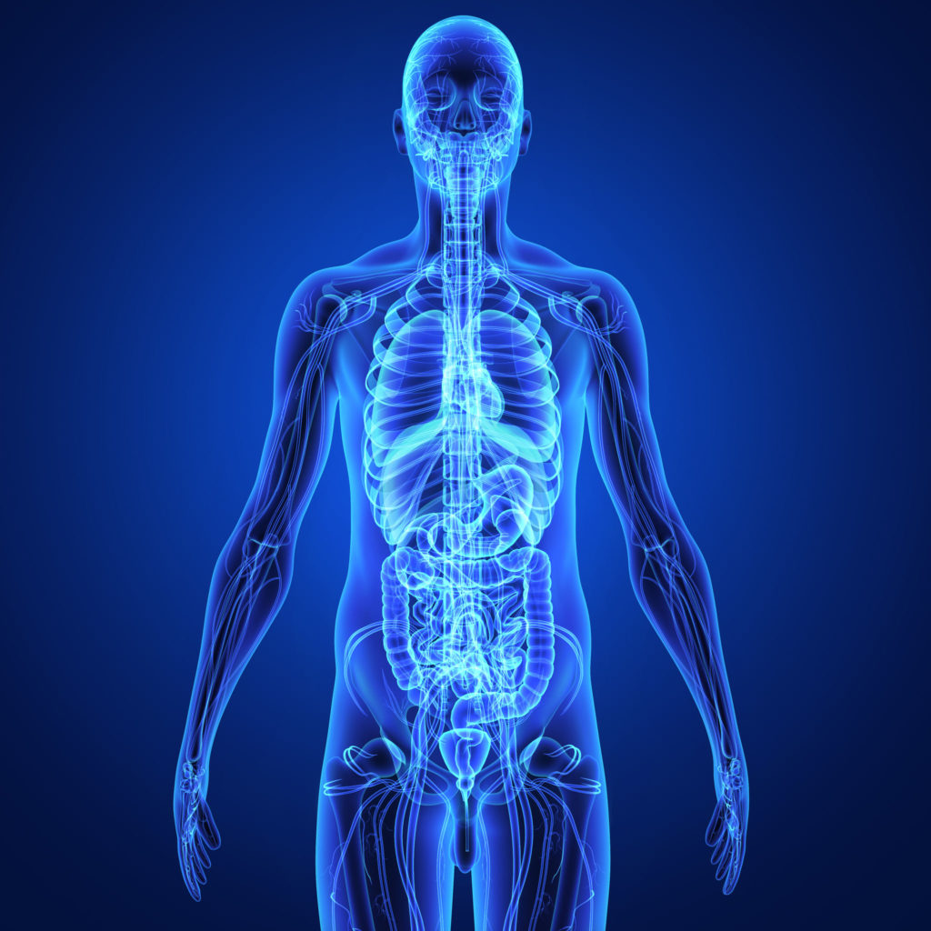 Организм полностью восстанавливается. Анатомия человека. Синий человек анатомия. Тело человека. Человек прозрачный анатомия.