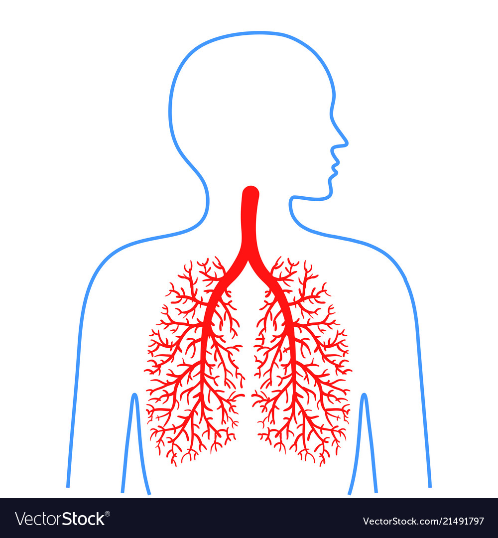 Дыхательная система человека вектор