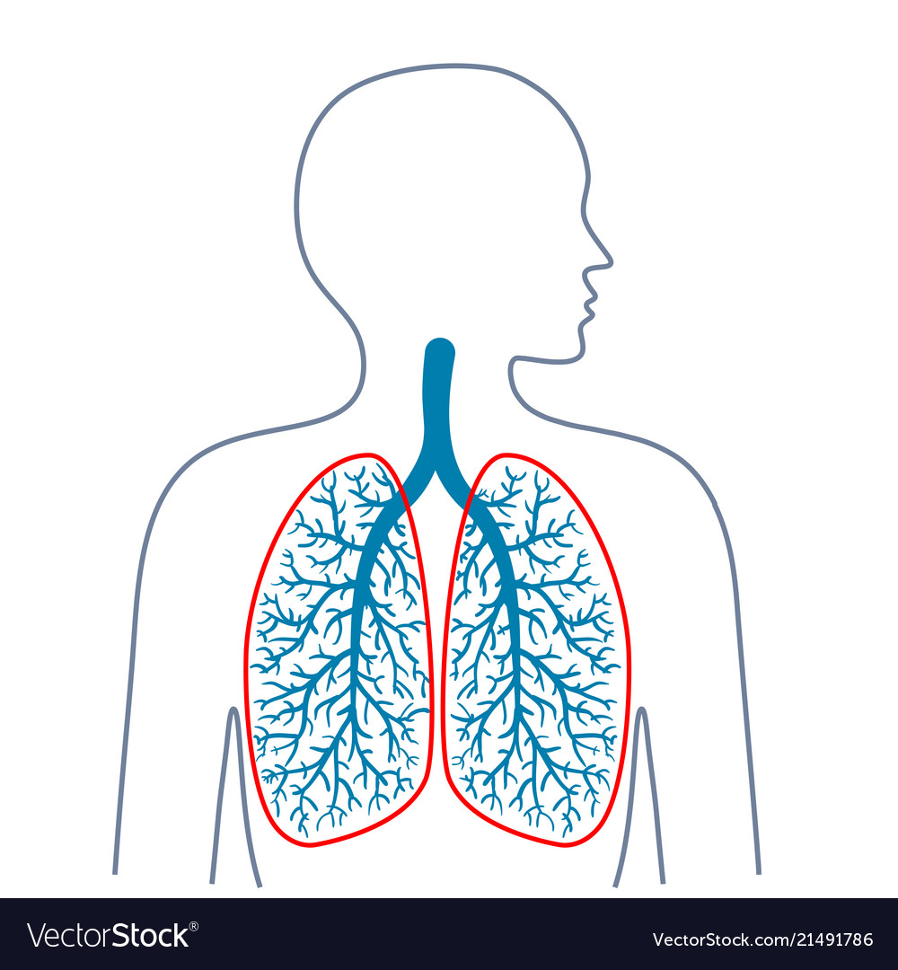 Дыхательная система вектор