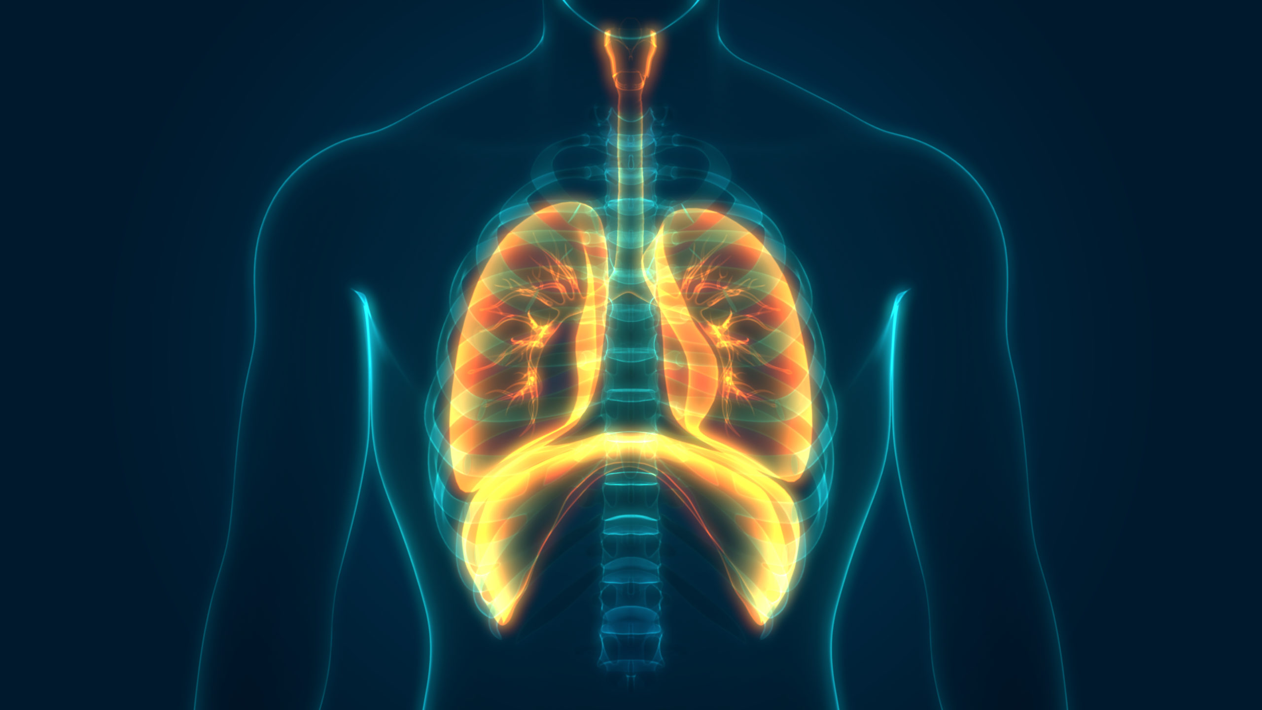 Дыхательная система 3d