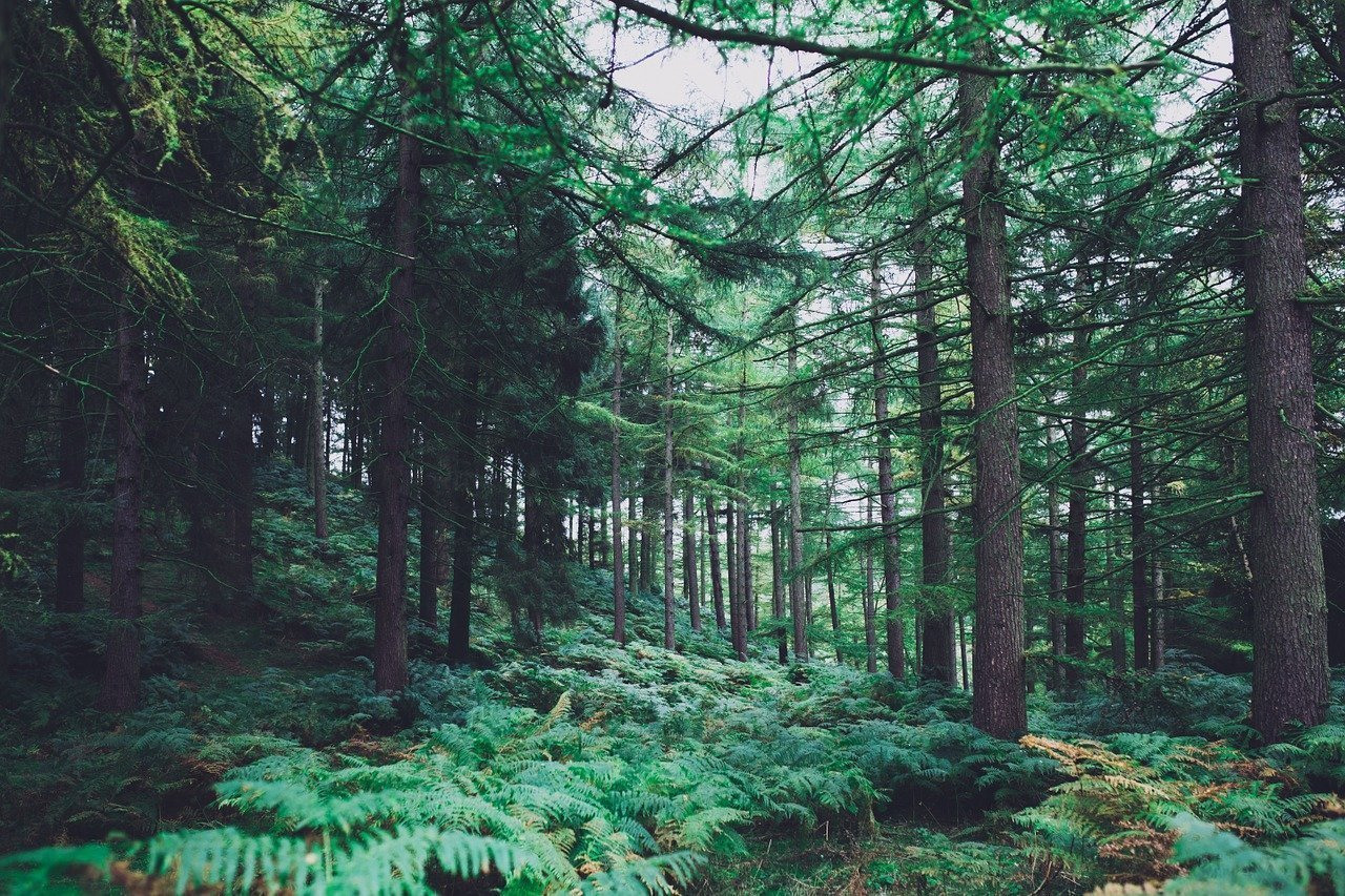 Лес хвойный фото красивые