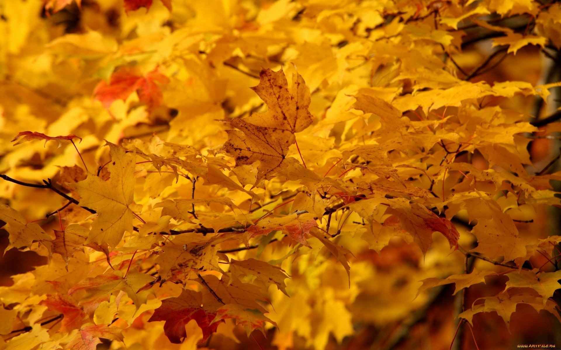 Желтая листва