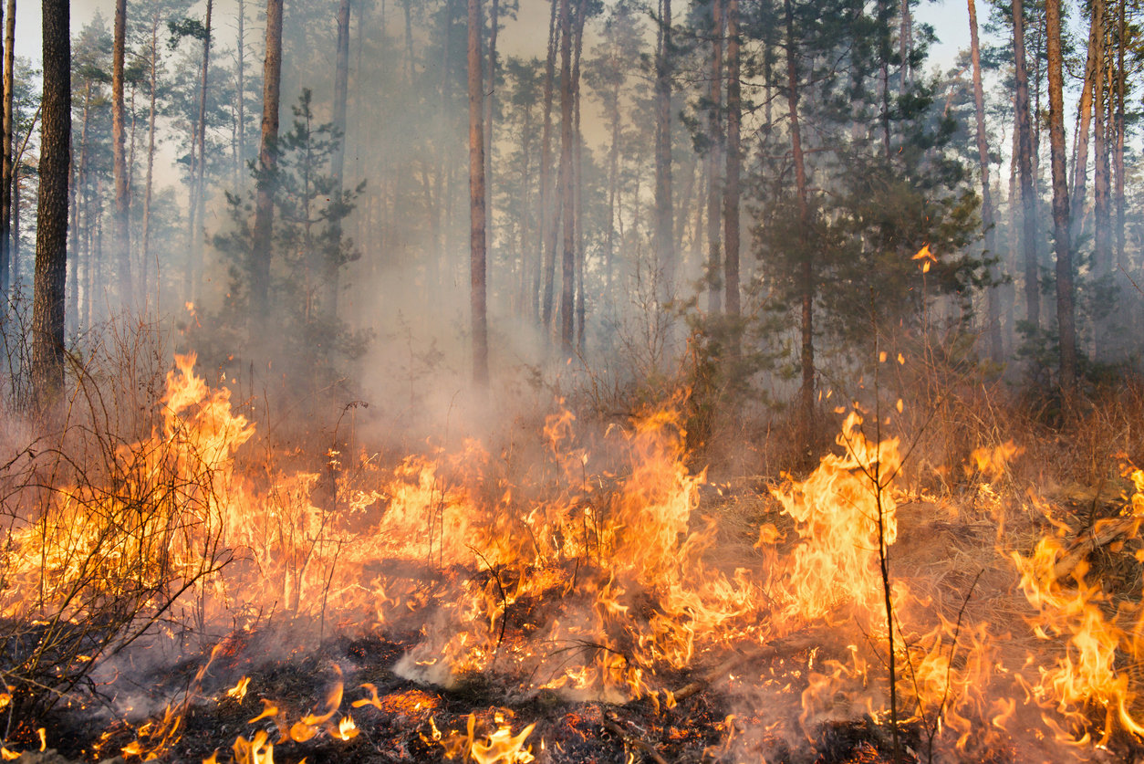 Естественные пожары в лесу