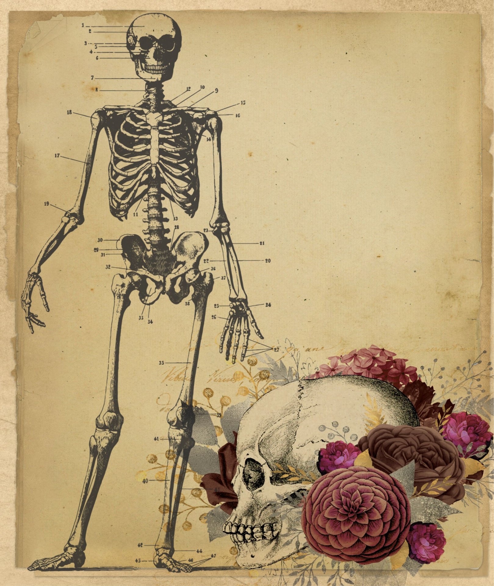 Скелет человека анатомия Винтаж