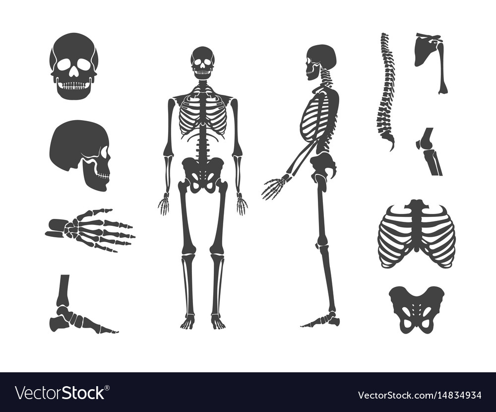 Силуэт скелета человека