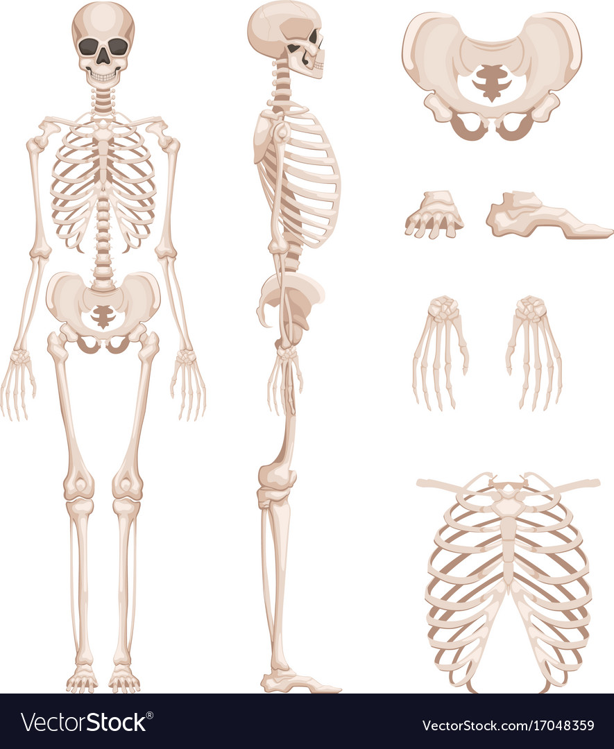 Скелет человека в профиль