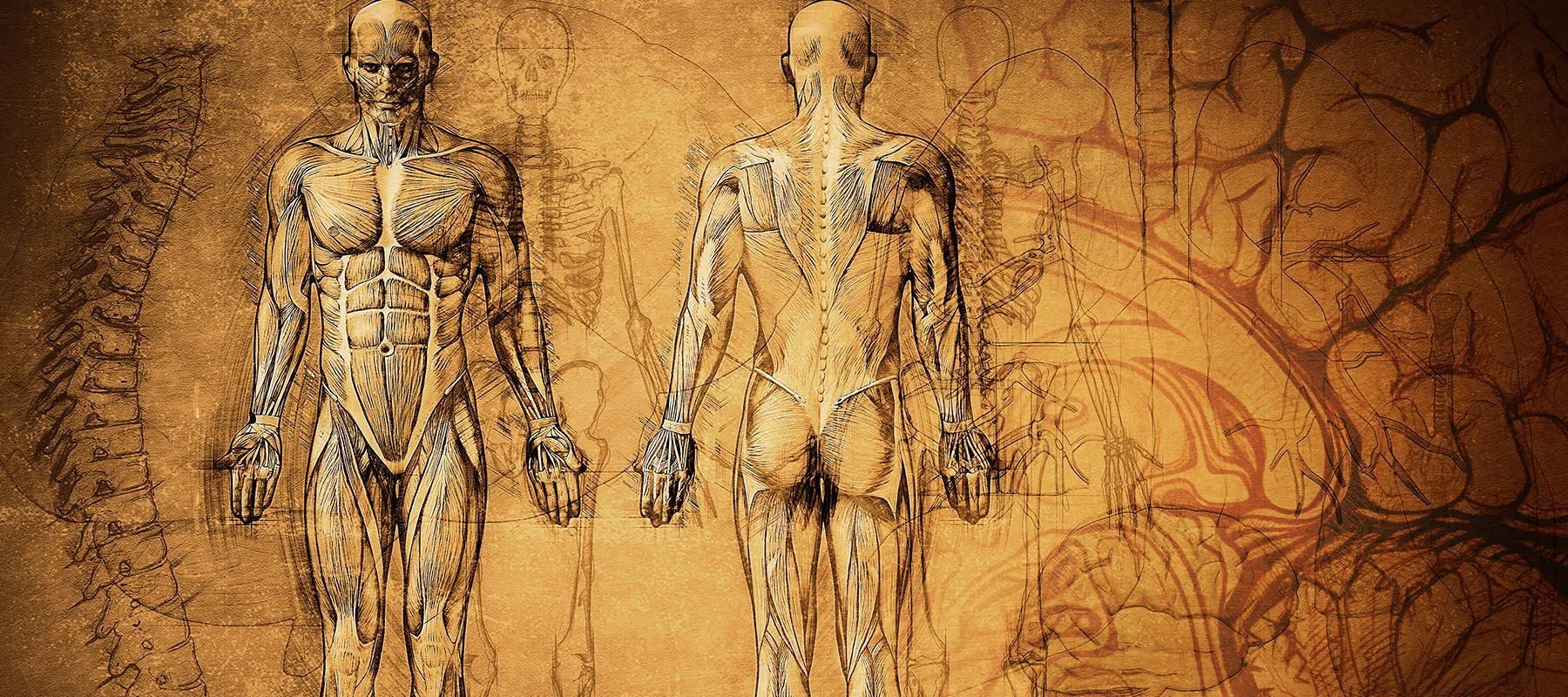 Анатомия человека медицинский
