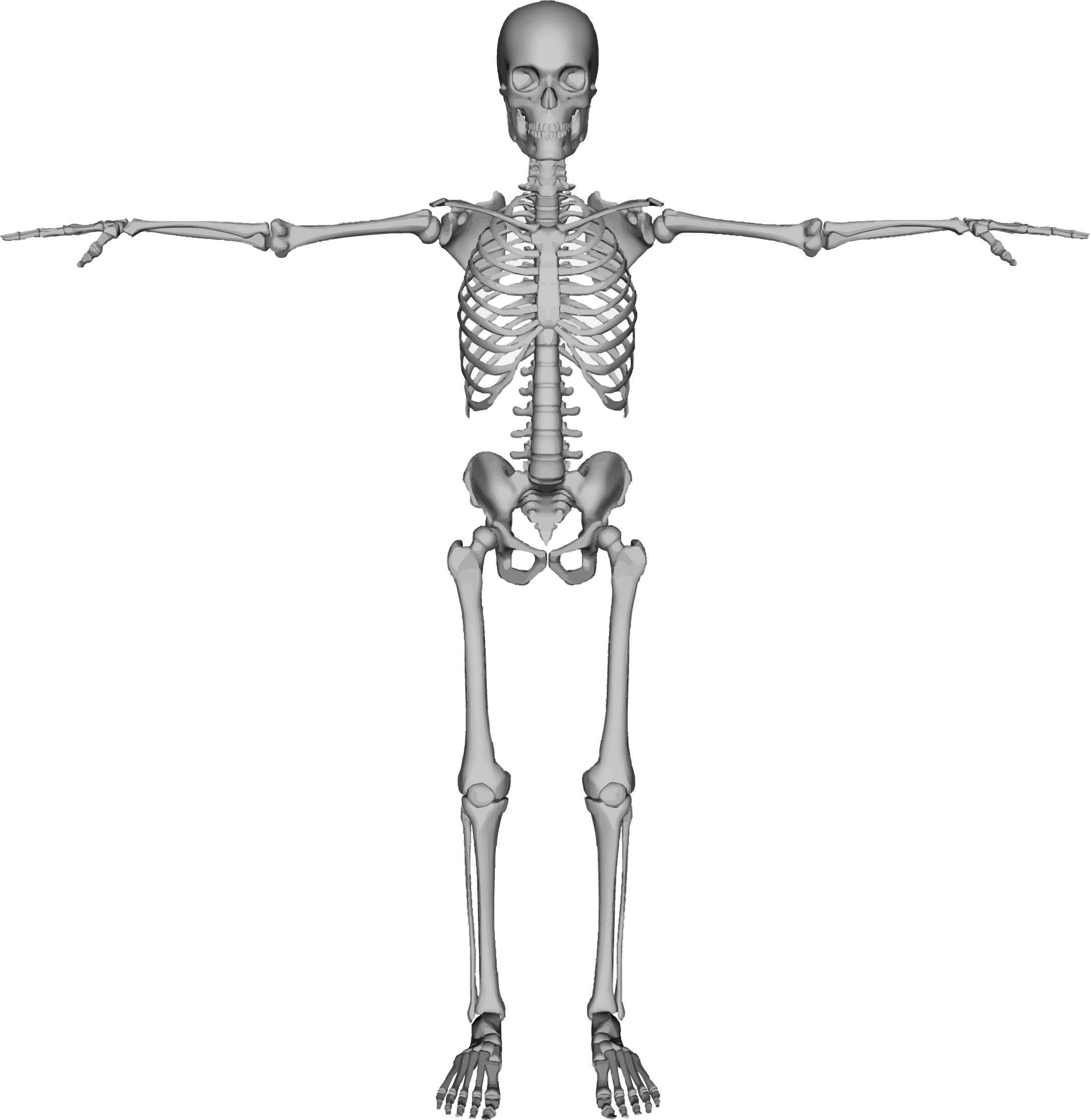 Картинка фон скелет. Скелет человека анатомия Майерс. Анатомия человека skelet. Кости человека рисунок. Скелет плеча.