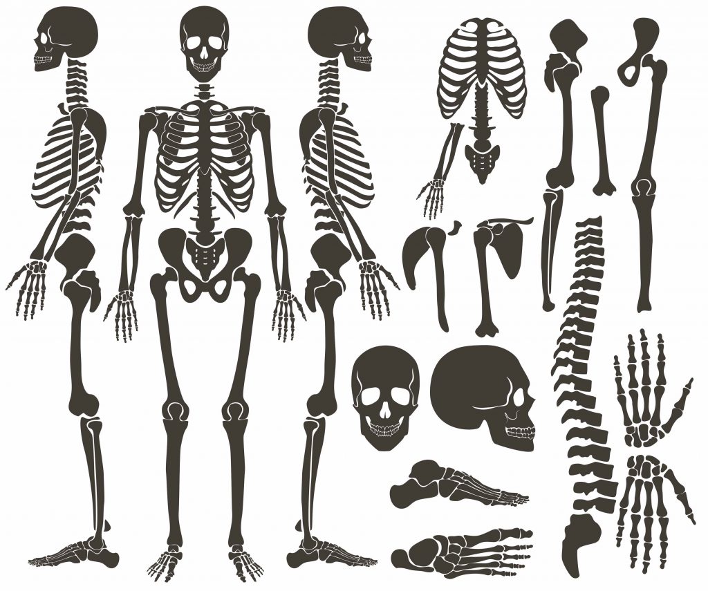 Скелет человека по отдельности