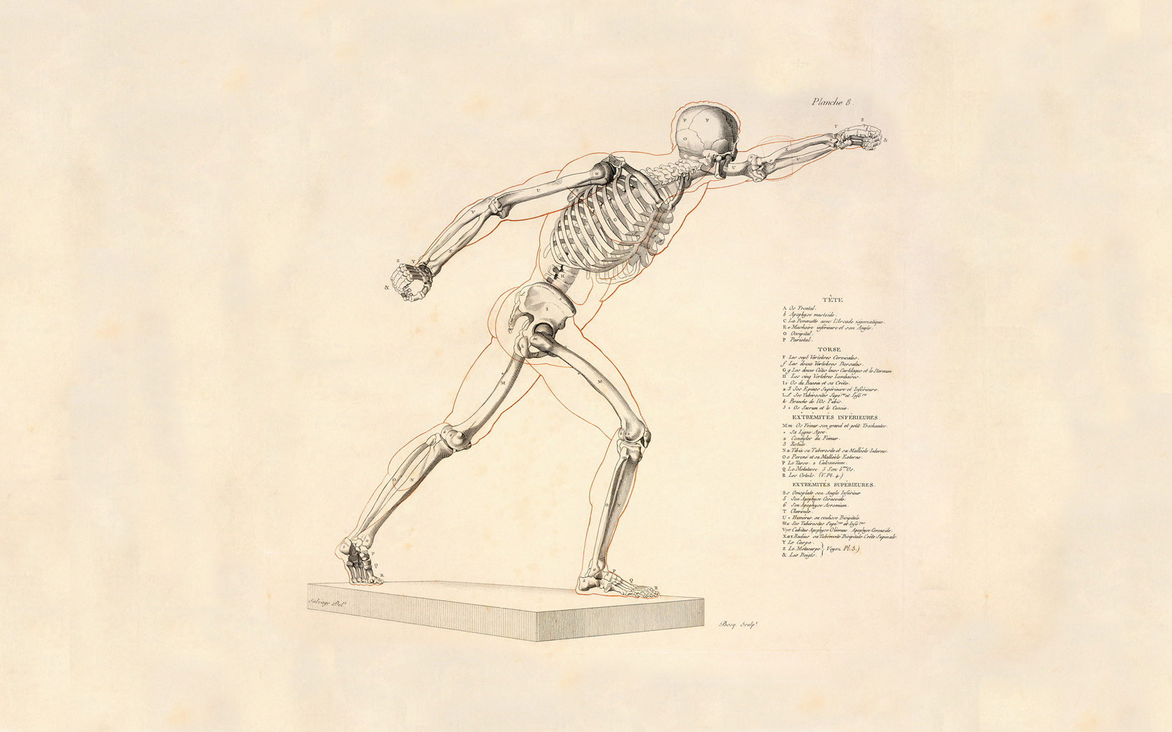 Скелет человека анатомия для художников