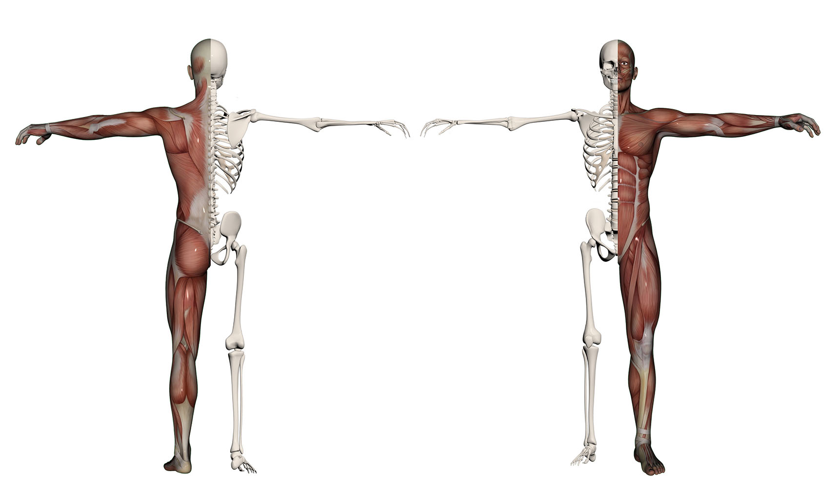 Симметрия человеческого тела