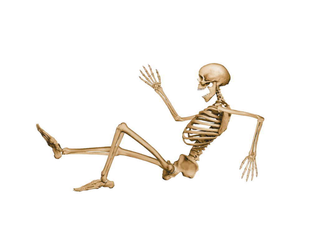 Картинка фон скелет. Скелет. Скелет на белом фоне. Скелет на прозрачном фоне. Скелет человека на белом фоне.
