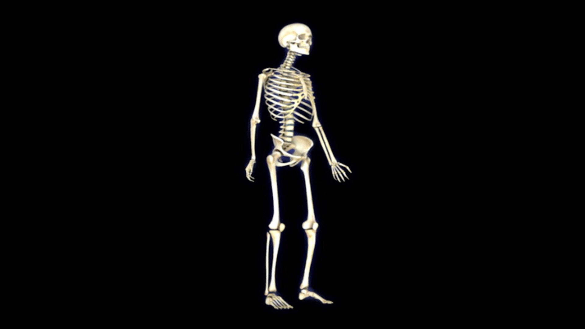 Прямо на скелет. Скелет человека фон. Скелет прямо. Скелет человека презентация. Скелет человека красивый.
