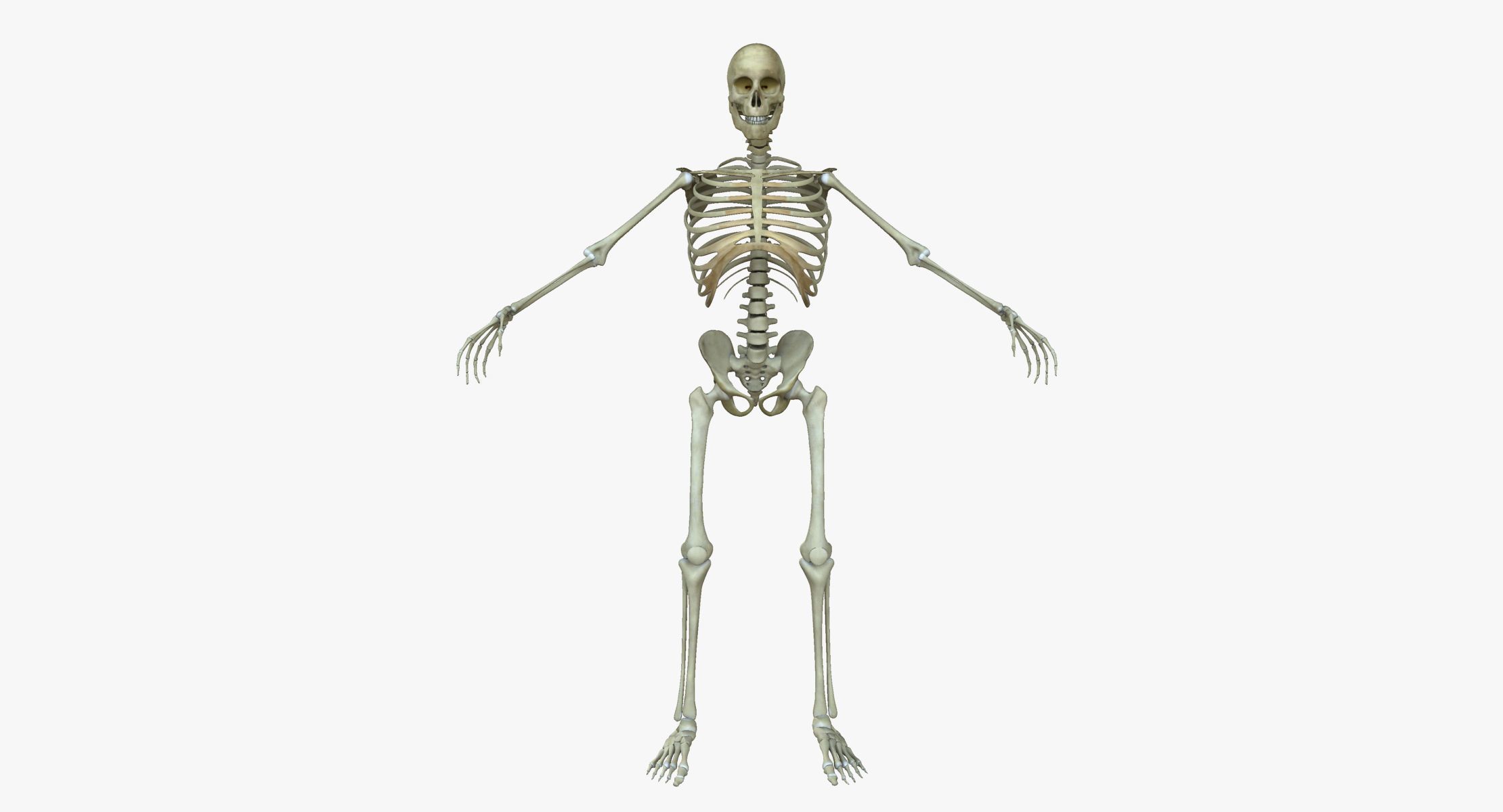 Скелет человека на белом фоне