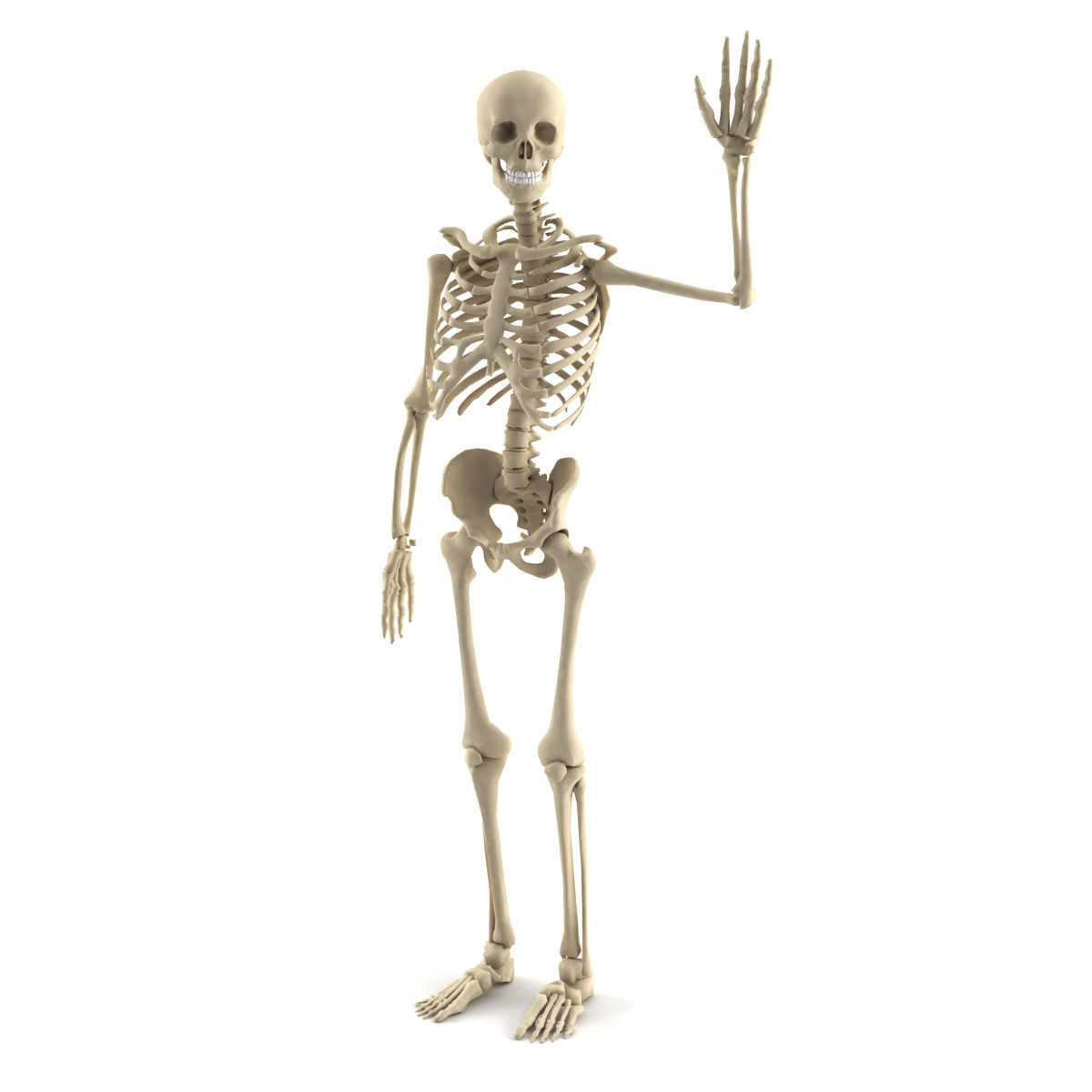 Скелет человека машет рукой