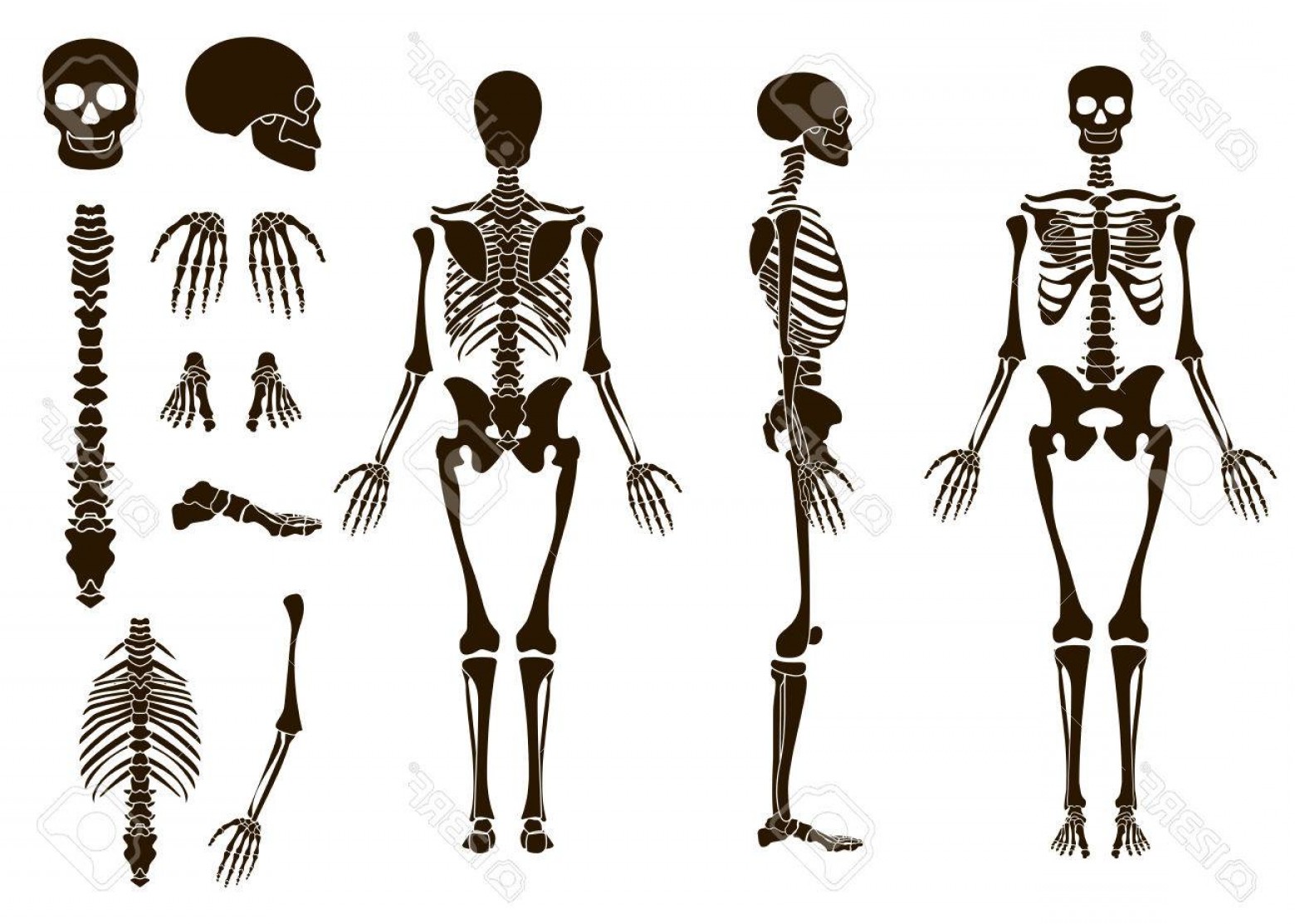 Скелет человека вектор