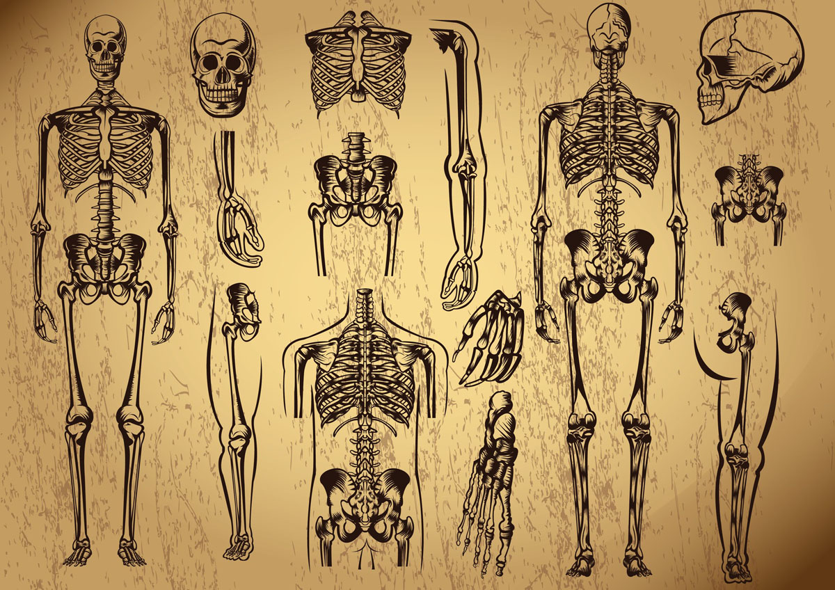 Стилизованный скелет человека