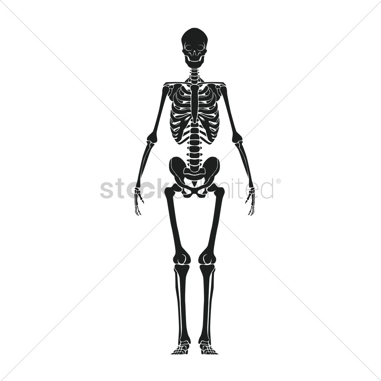 Стилизованный скелет человека