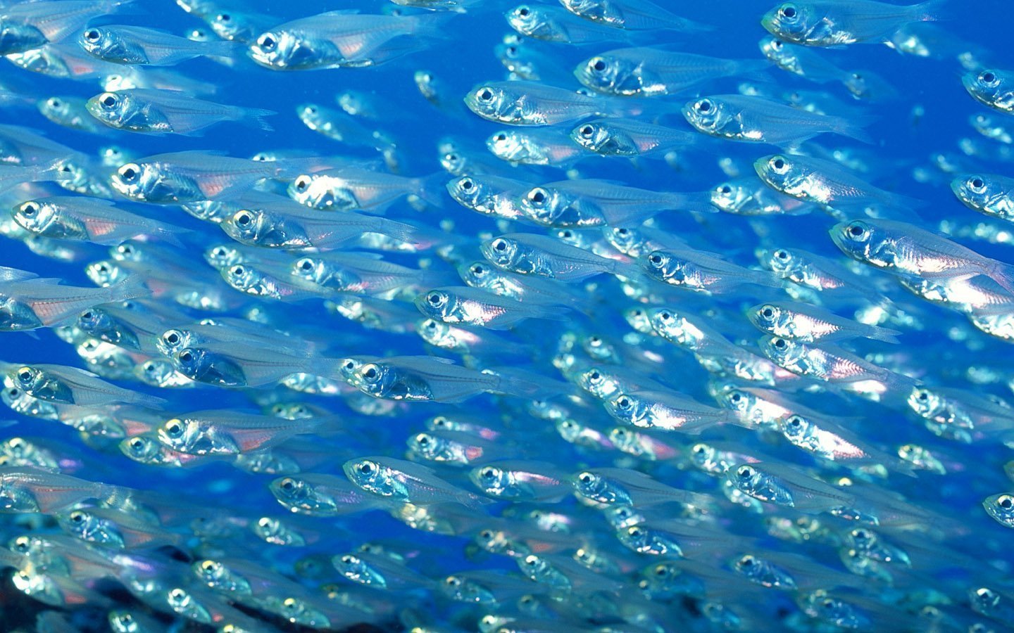 Видеть много рыб в прозрачной воде. Мелкая рыба. Мелкие рыбки. Рыбки в океане. Маленькие рыбки в океане.