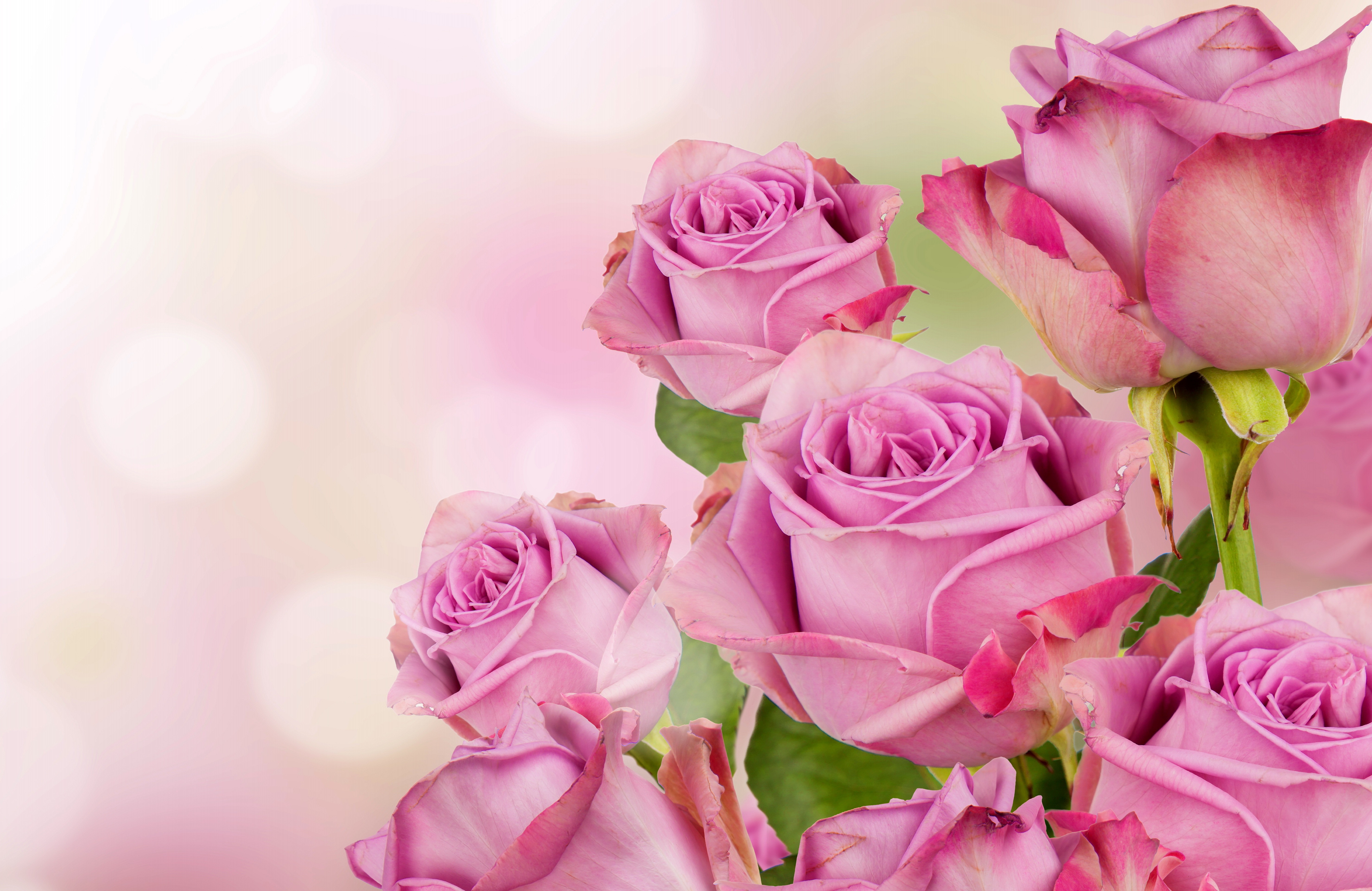 Женя с днем рождения дочери. Открытка цветы. Розовые розы открытка. Розовые розы фон. Цветы сбоку.