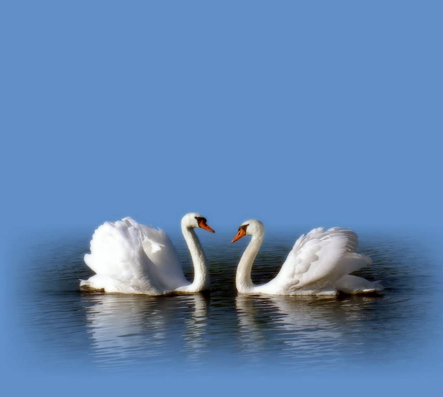 Лебеди на синем фоне