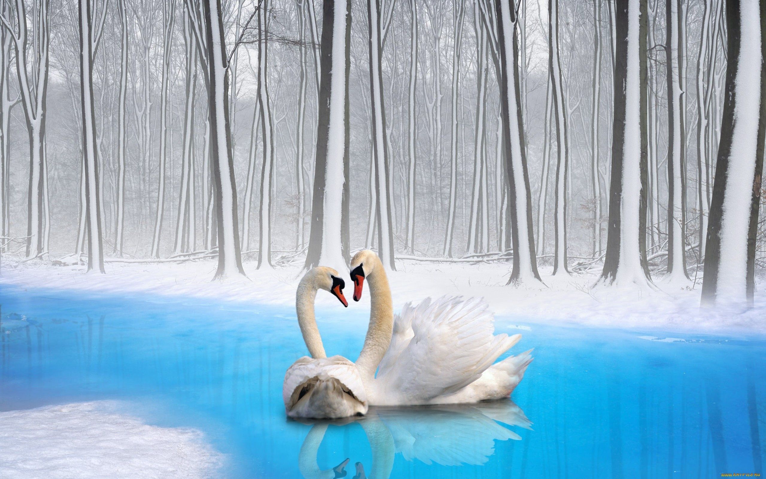 Лебеди зимой