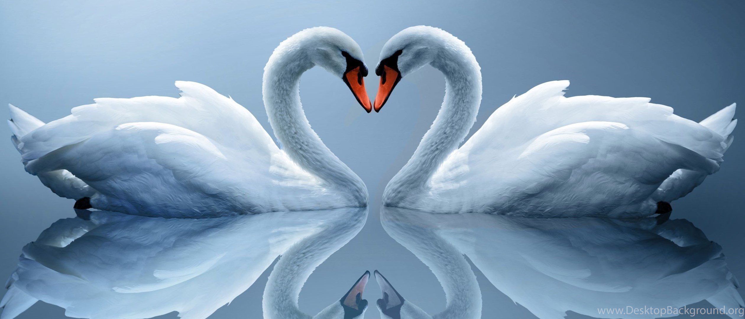 Картина два лебедя два сердца