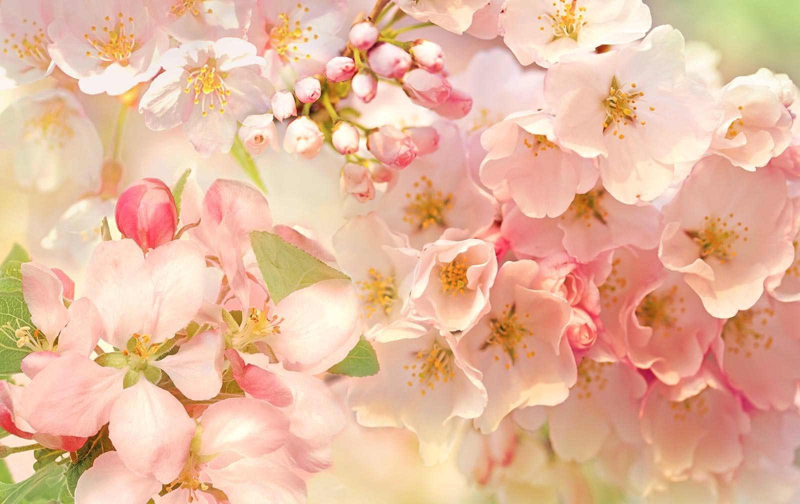 Яблоневые цветы фон