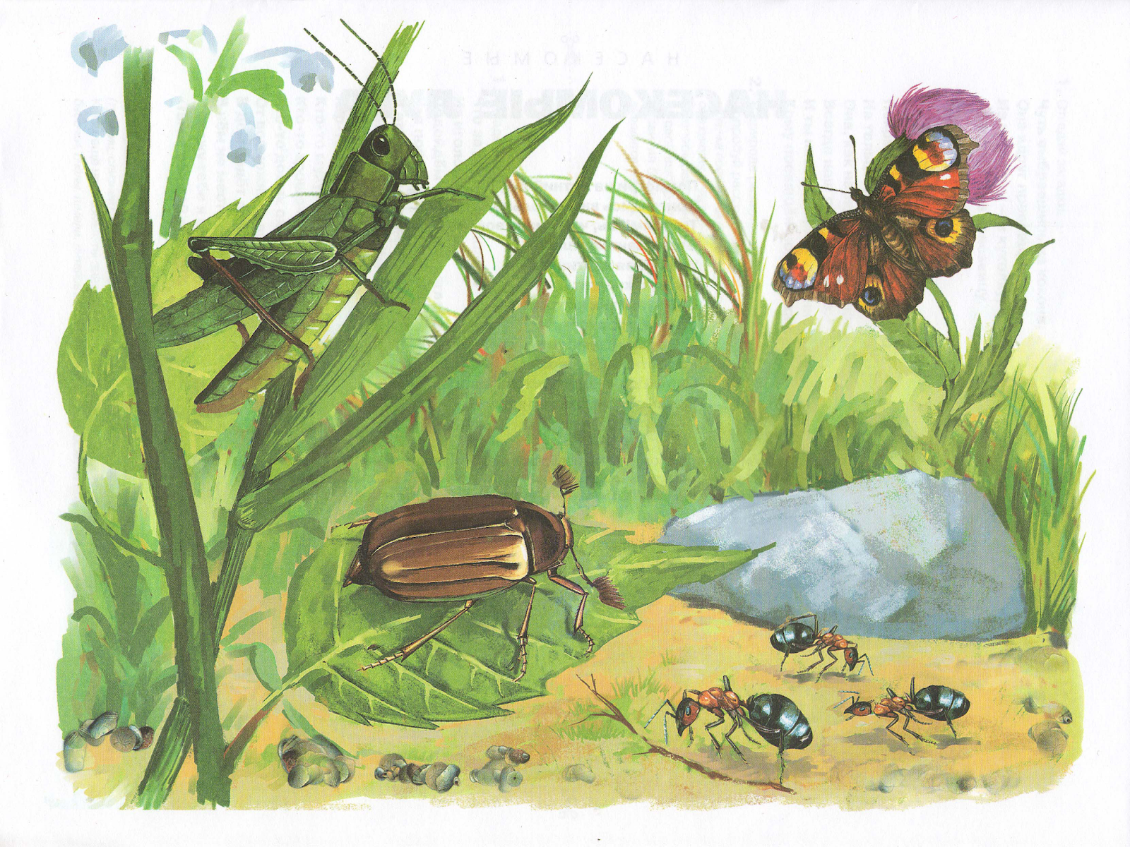 Познавательное развитие тема насекомые. Мир насекомых для детей. Насекомые для дошкольников. Мир насекомых для дошкольников. Удивительный мир насекомых.
