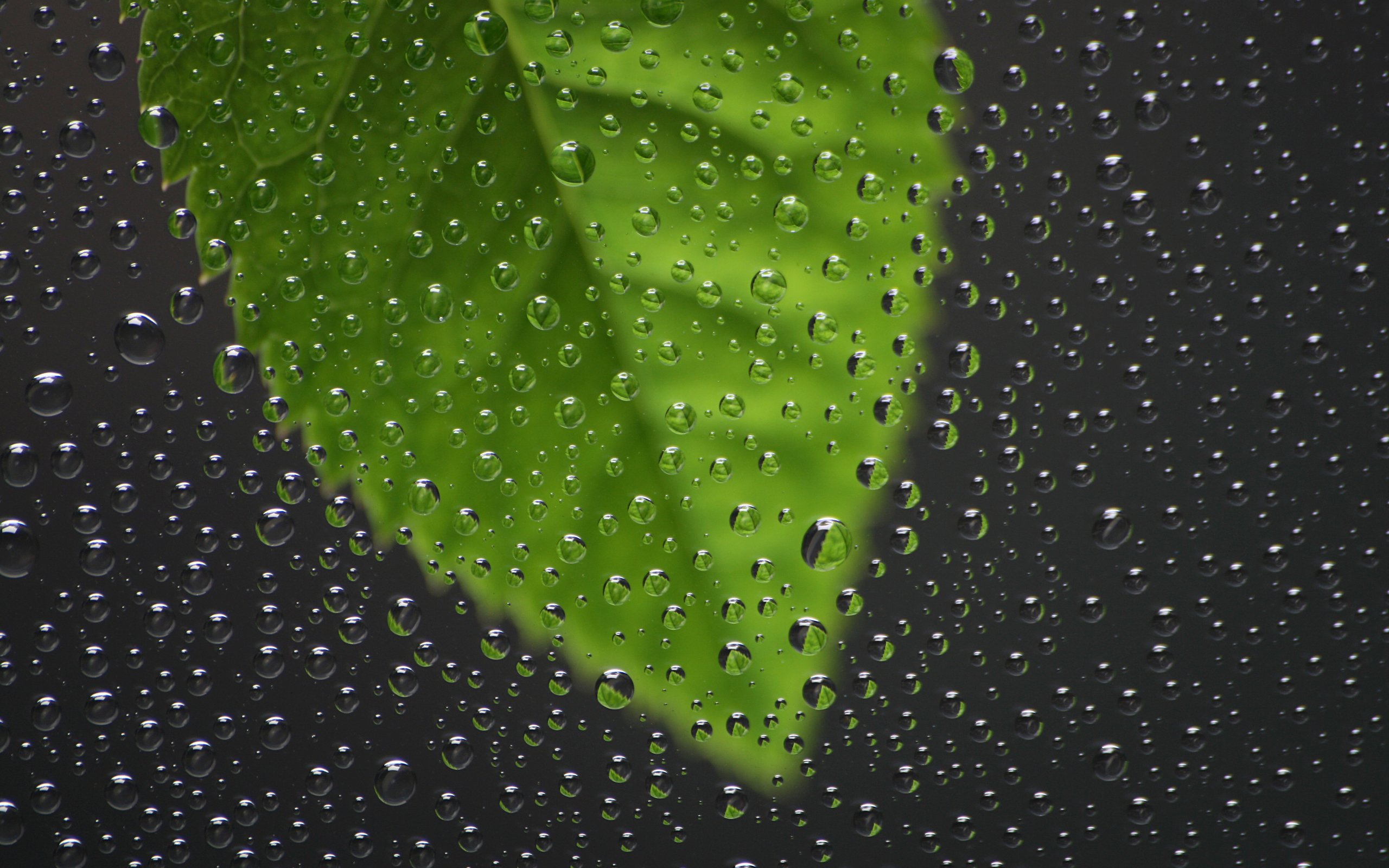 Живые обои капли. Капли на зеленом стекле. Капли дождя. Фон капельки. Обои на рабочий стол капли.