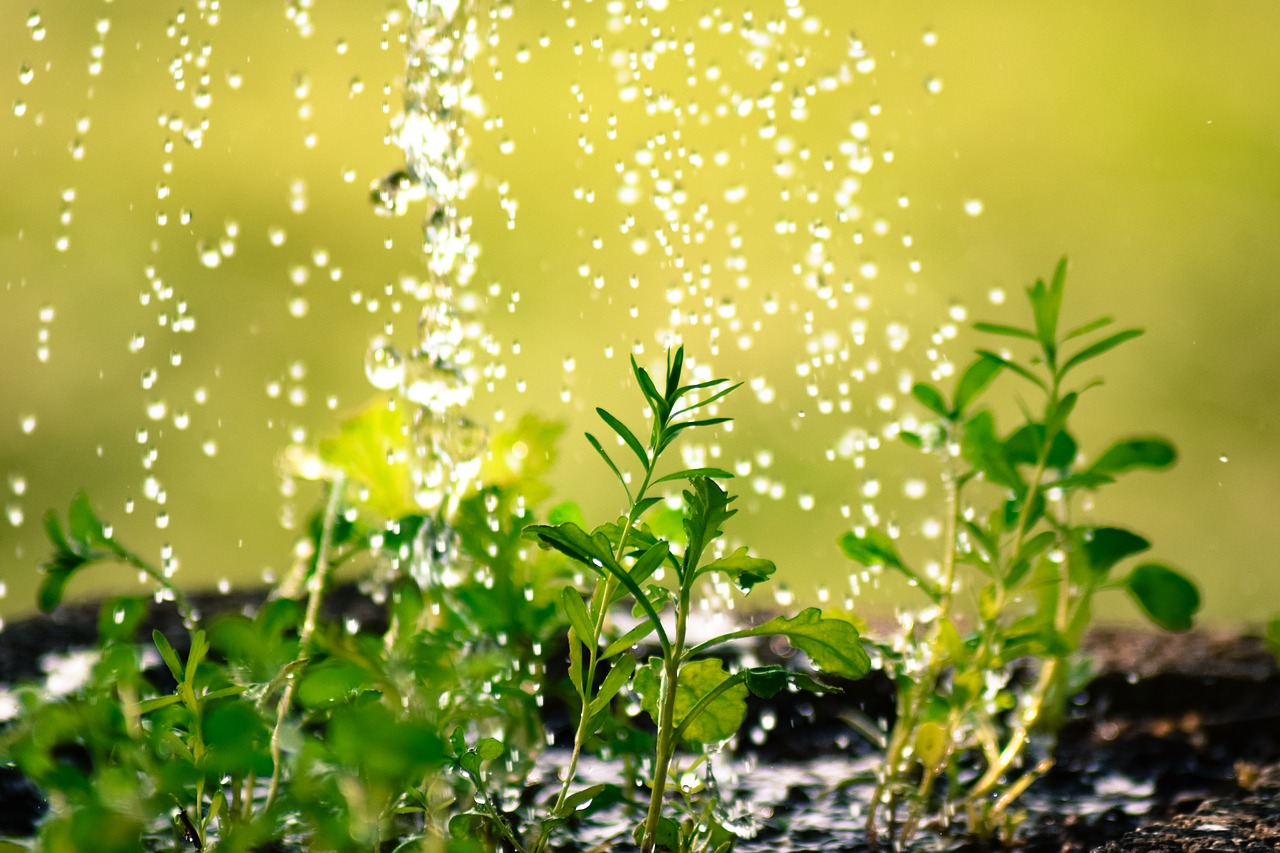 Вода и растения