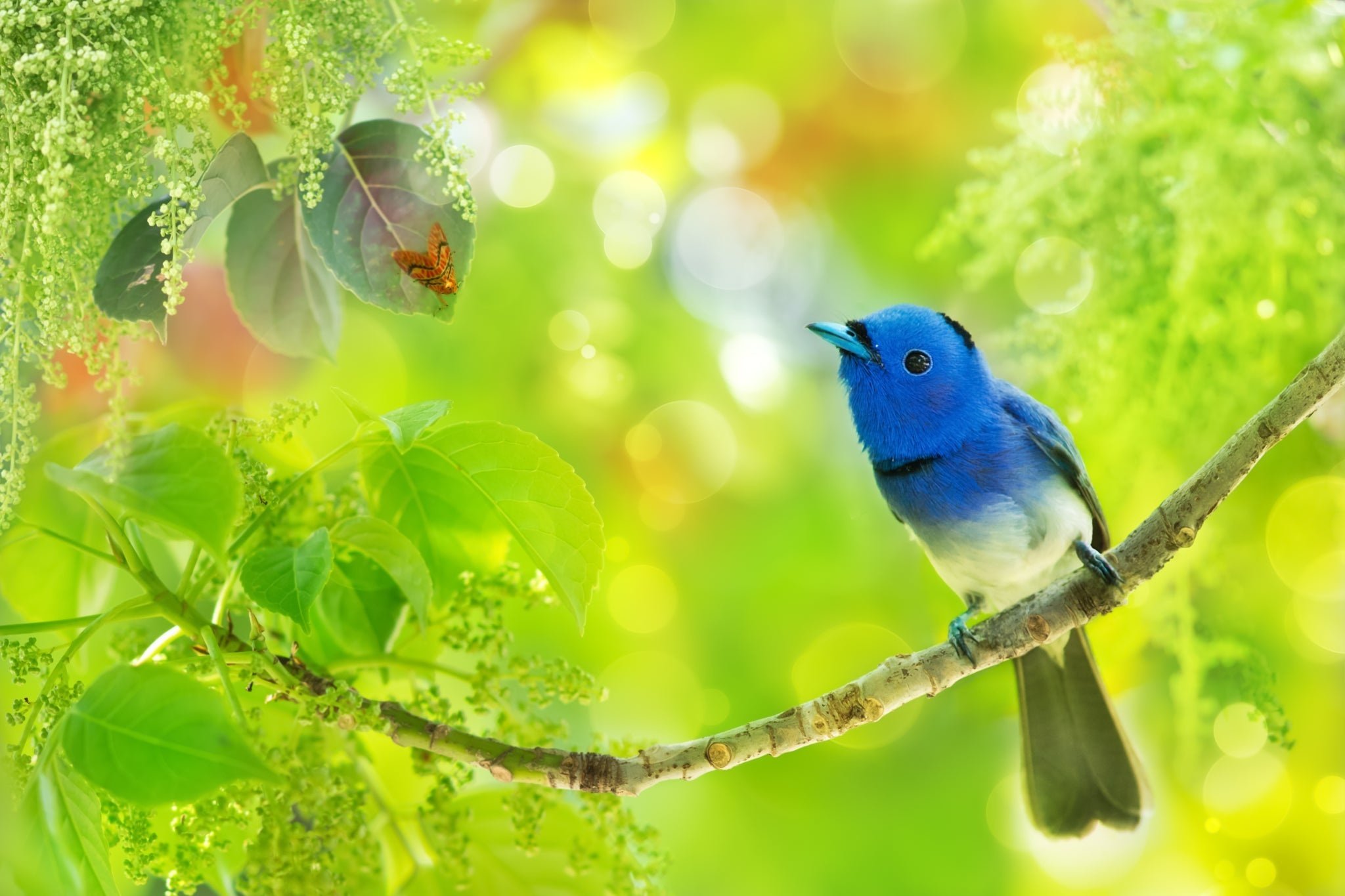 Тропическая птица синяя