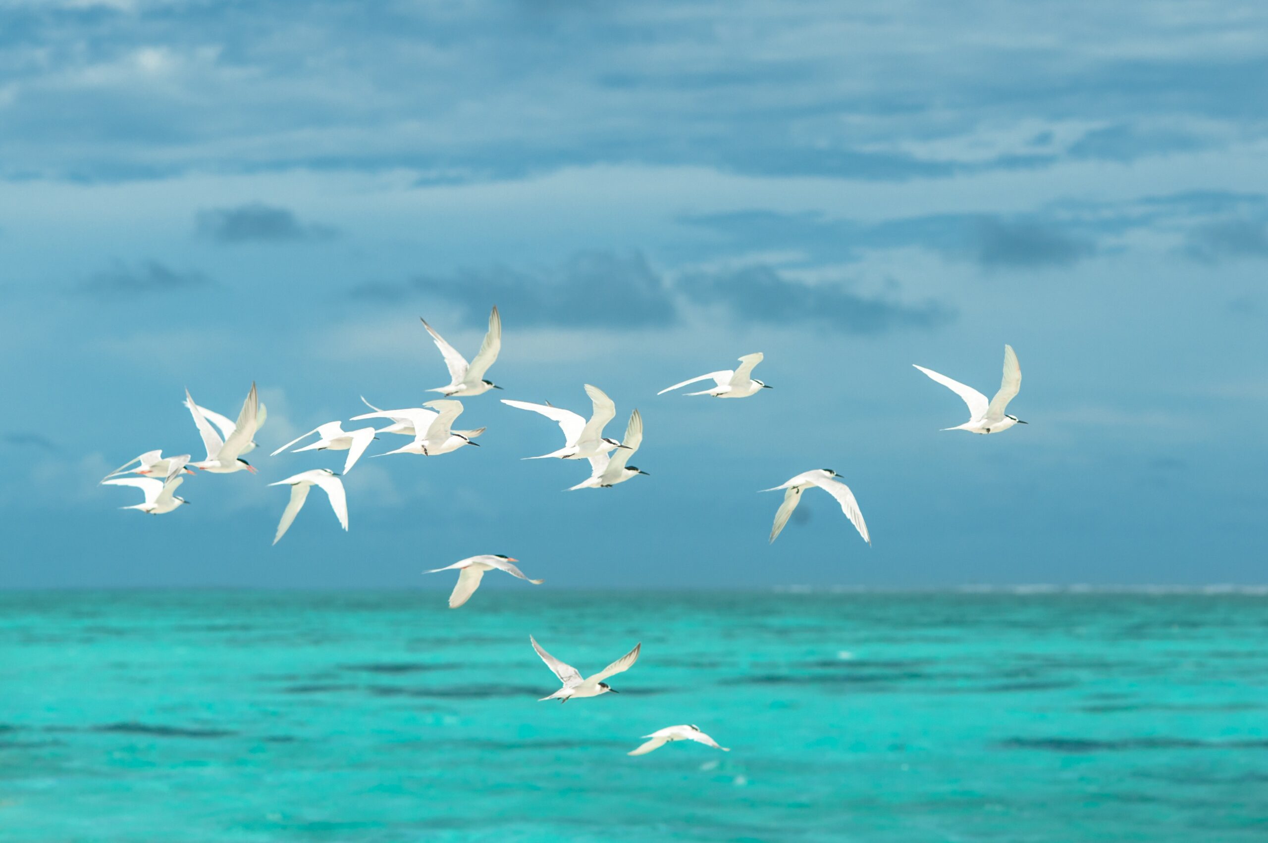 море с птицами