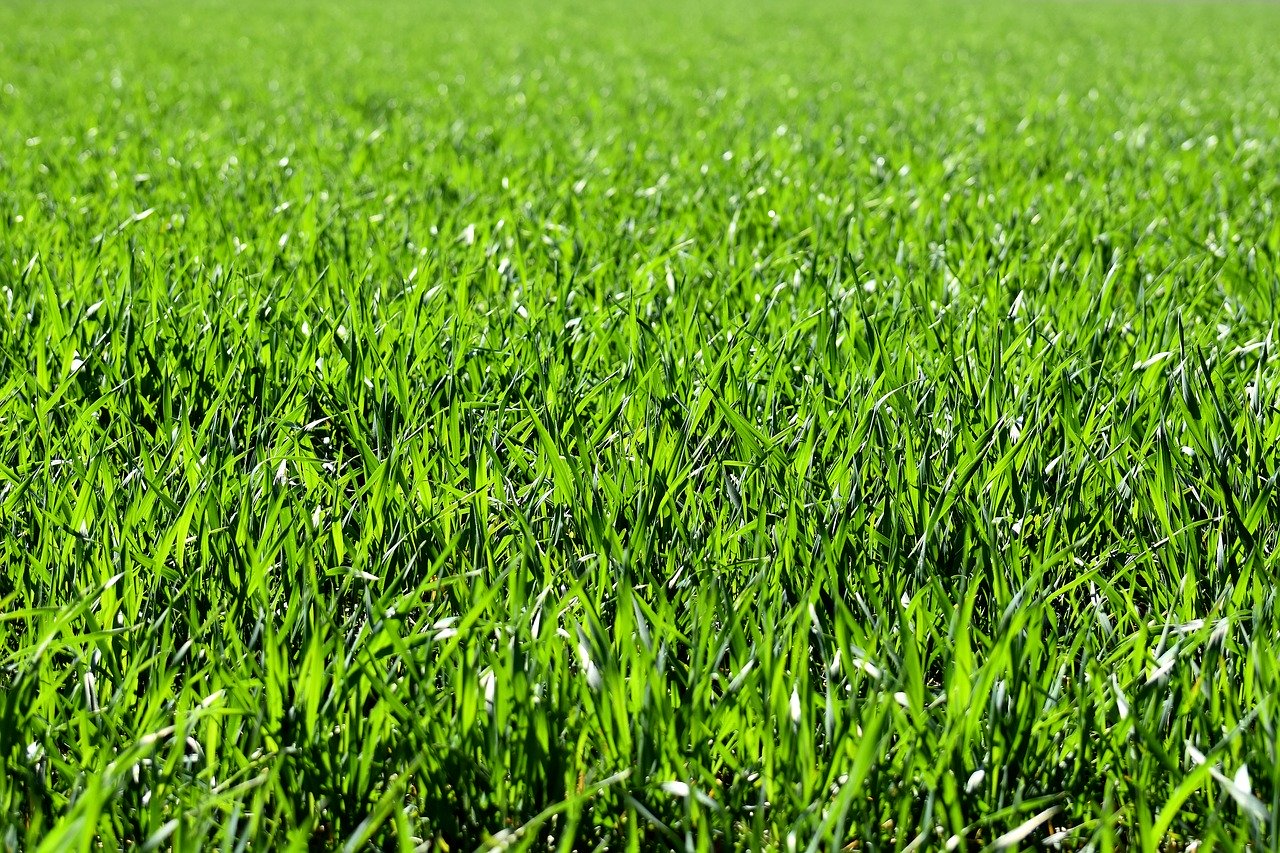 газон травы фото
