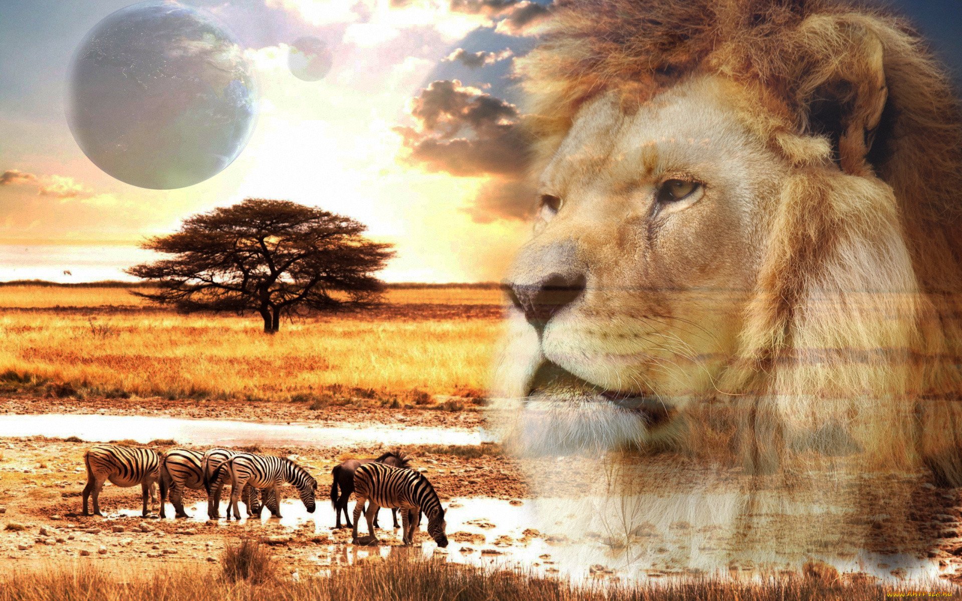Африка пейзаж со львом