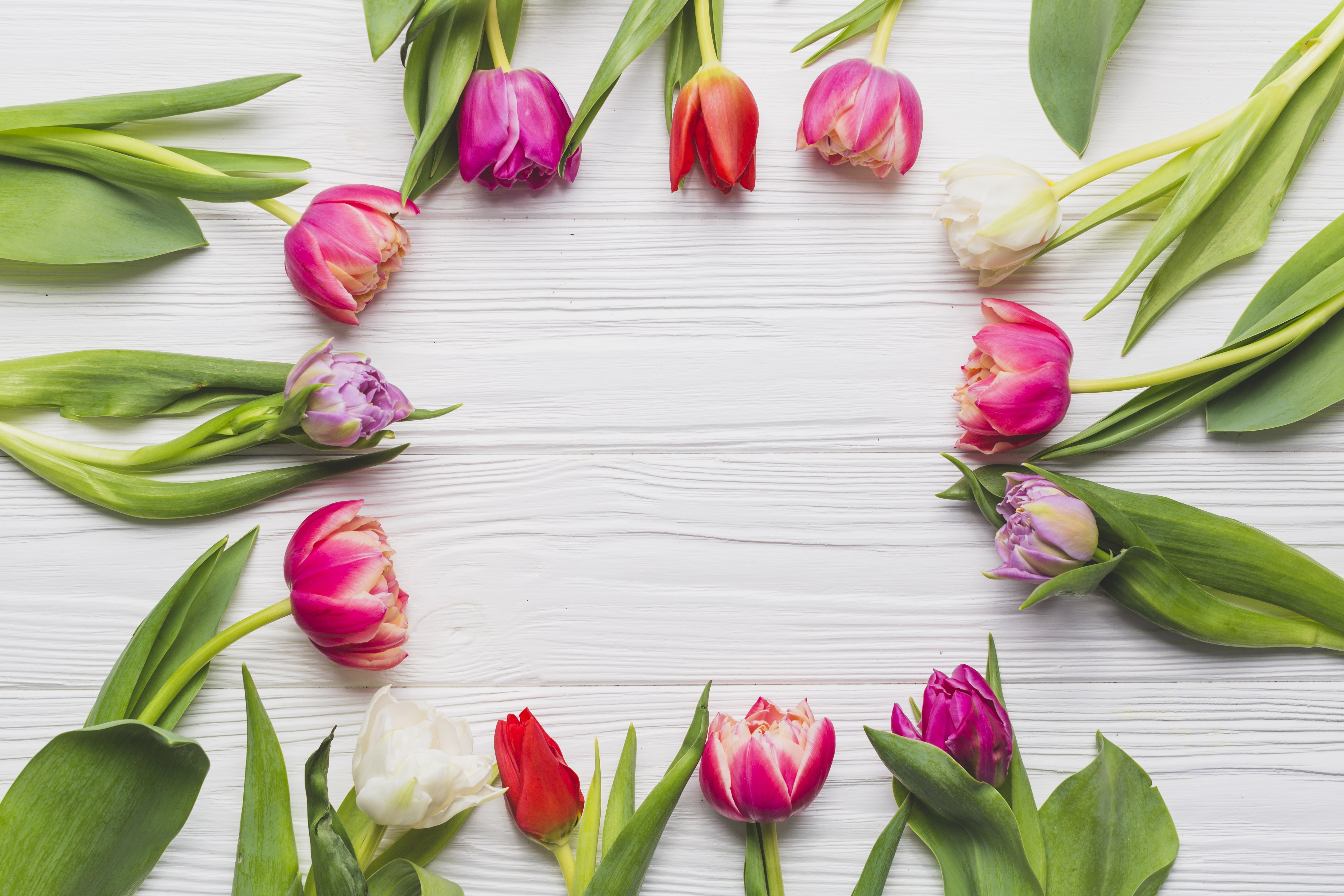 Как подписать фото с тюльпанами. Тюльпаны фон. Тюльпаны открытка. Красивый фон с тюльпанами. Весенние цветы тюльпаны.
