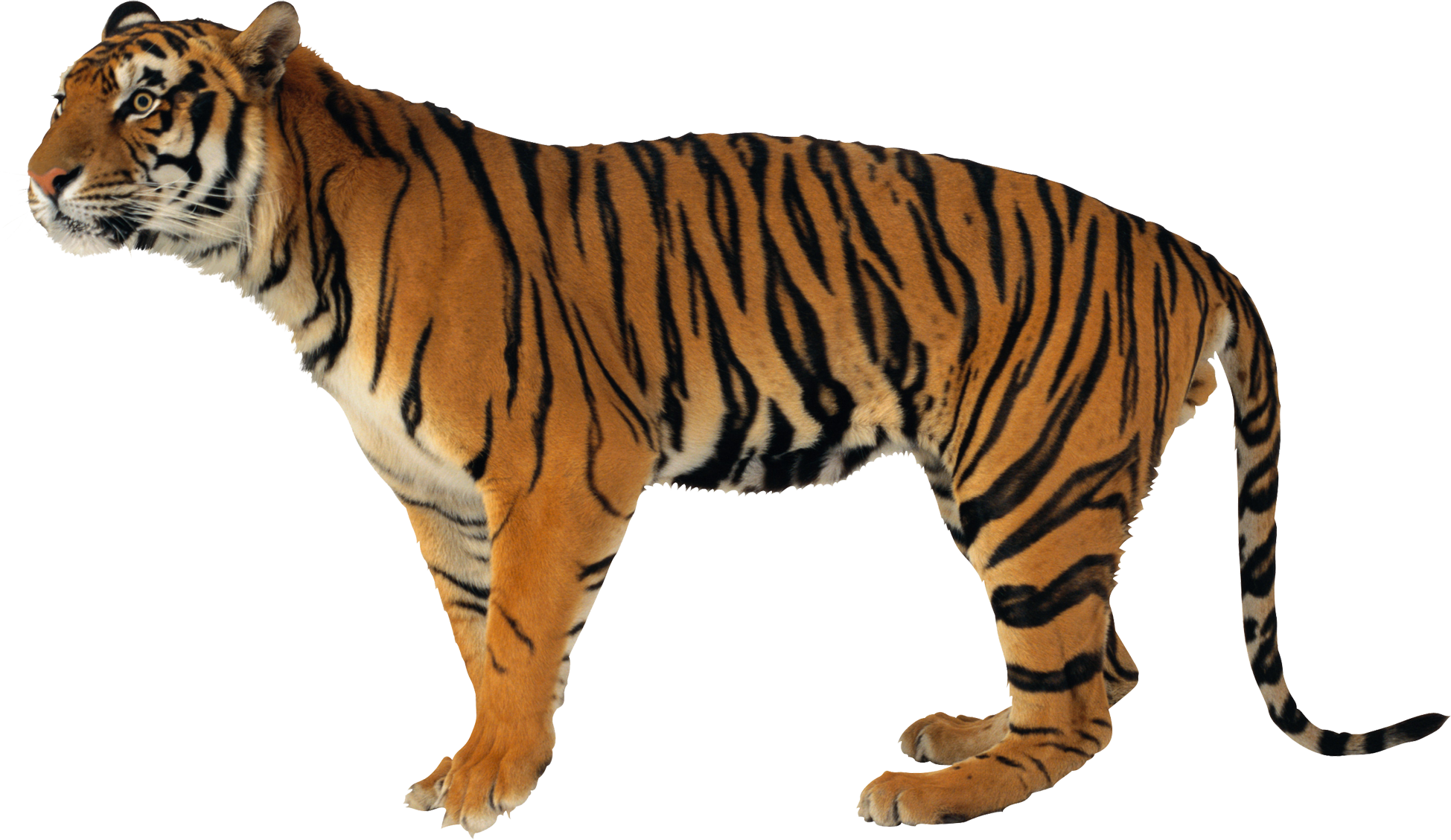 Картинки без фона. Животные на белом фоне. Тигр на белом фоне. Животные на прозрачном фоне. Тигр на прозрачном фоне.