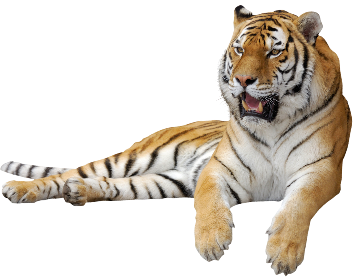Картинки животных пнг. Тигр на белом фоне. Тигр лежит. Тигр на прозрачном фоне. Тигр без фона.
