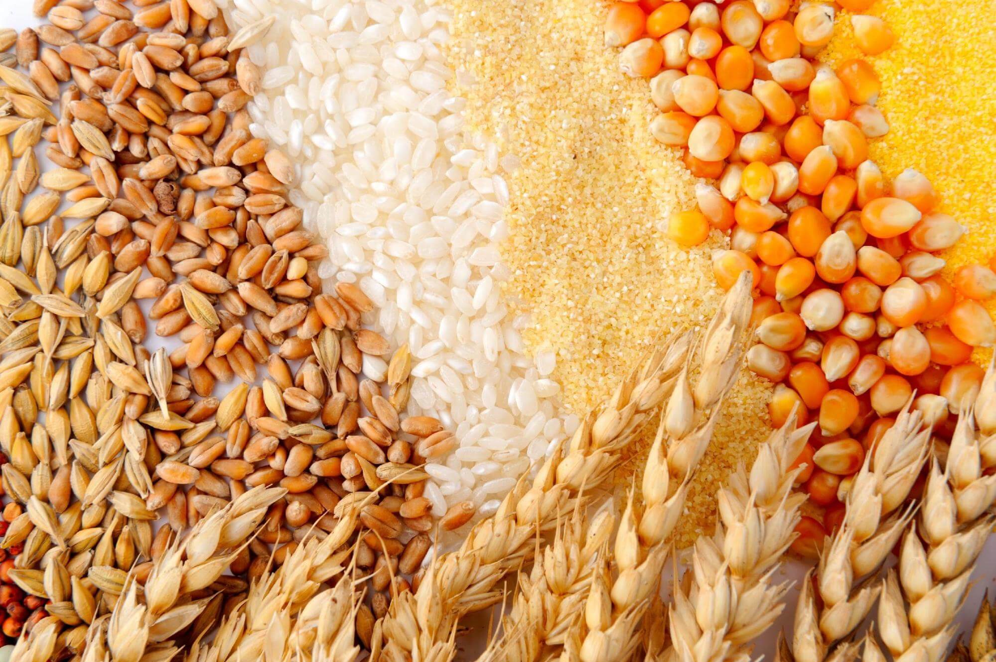 Зерна пшеницы и овса. Пшеница, рожь, ячмень, овес, кукуруза. Пшеница, ячмень, просо, рис и кукуруза. Пшеница; - ячмень; - овёс; - кукуруза; - рис; - гречиха; - горох.. Пшеница, рожь, рис, овес, кукуруза, ячмень, просо,.