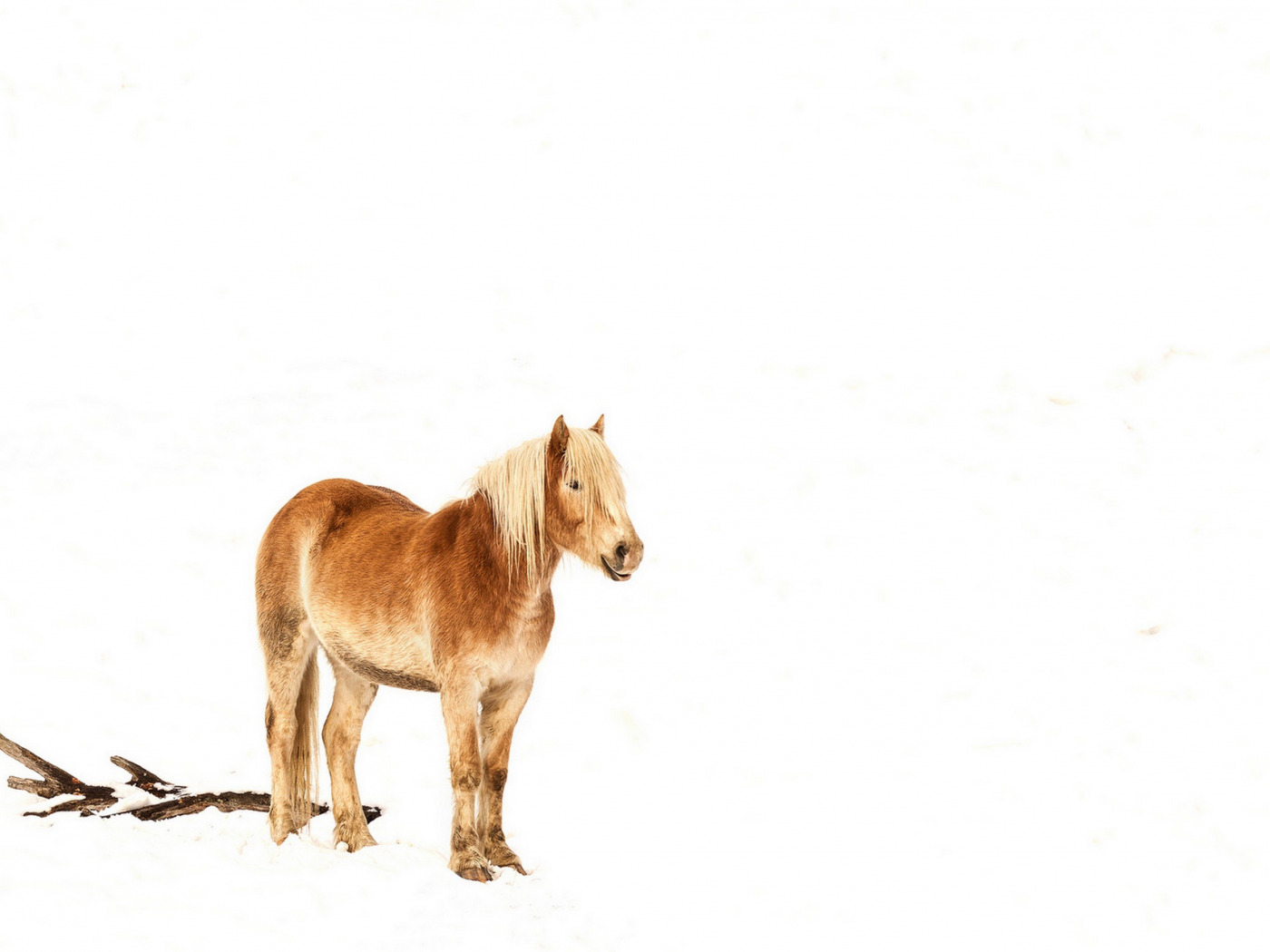 Лошадь на однотонном фоне