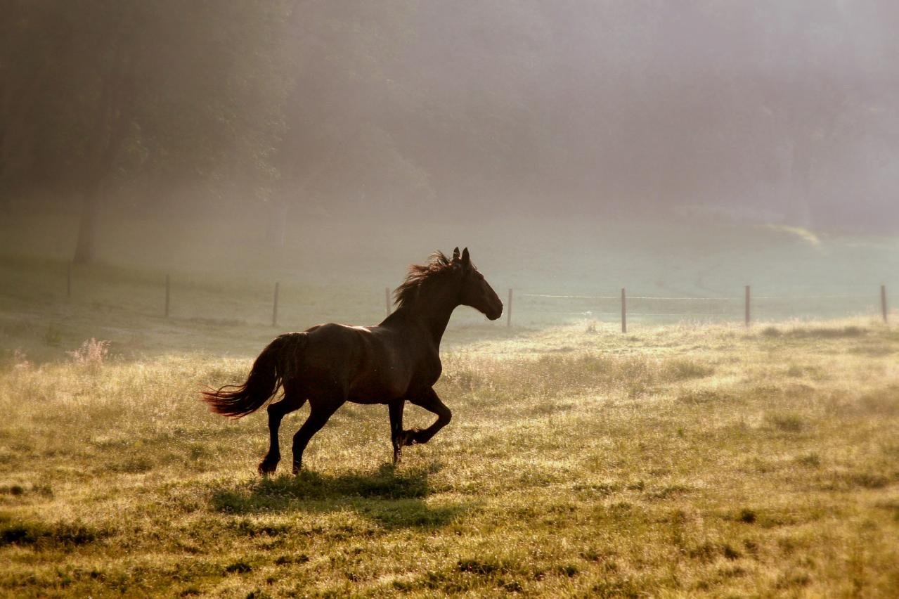Дальше лошадка. Лошадь бежит. Конь скачет. Лошадь в поле. Лошадь бежит по полю.