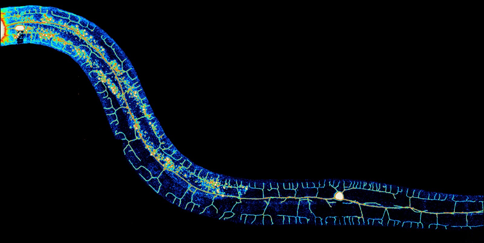Черви Caenorhabditis elegans