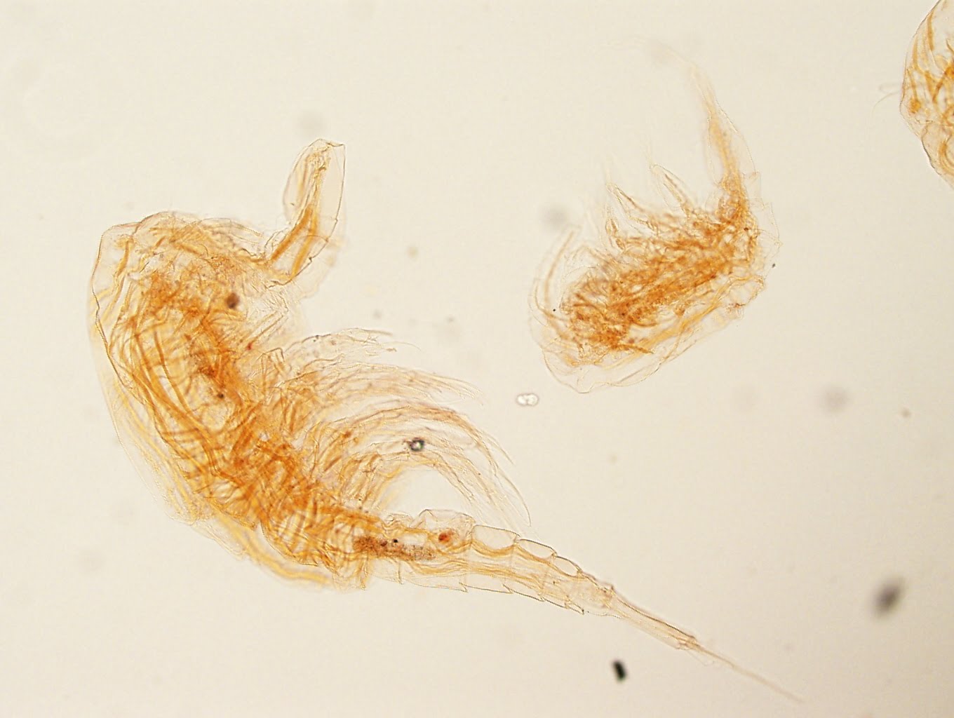 Волосатик (cutaneus Larva Migrans)