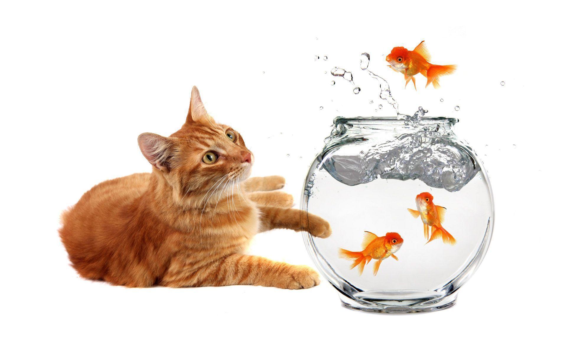 Кот и аквариум рисунок