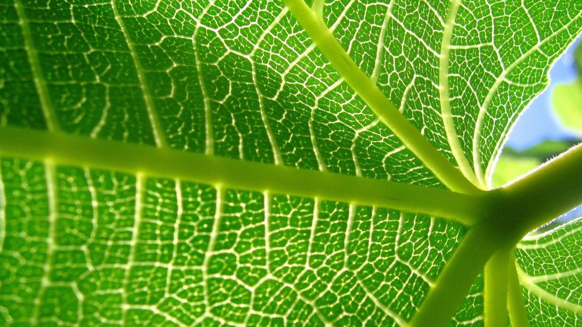 Хлорофилл в листьях растений